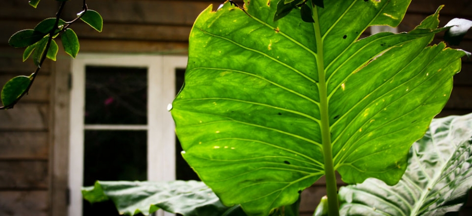 Lush Gardens